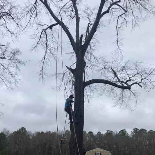 Ortiz Tree Service Lands Clearing