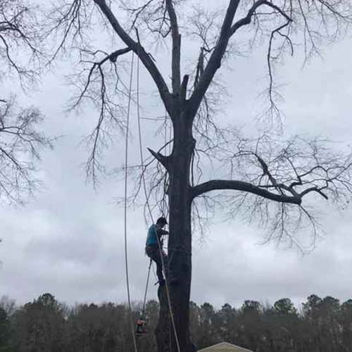 Tree Trimming