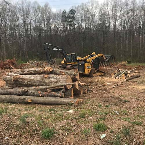 Tree Removal Forestry