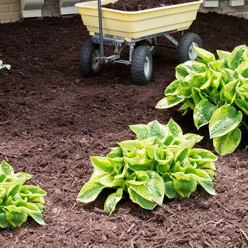 Mulching Demo or Site Work